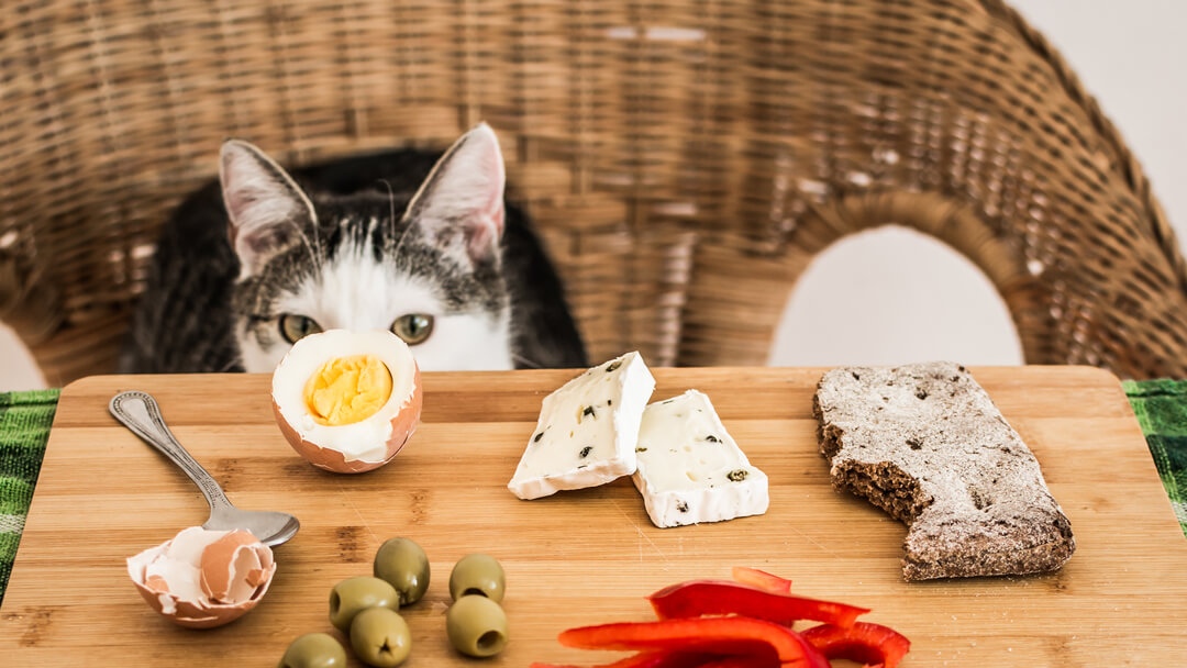 What Human Foods Can Cats Eat Purina UK